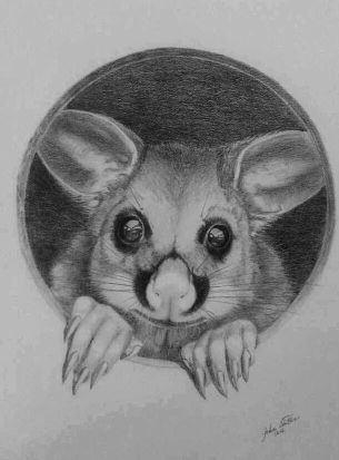 Possum